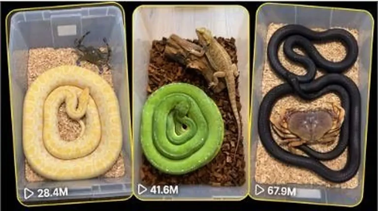 Big-Coil Snake Transparent Box Encounter Prompt — 2