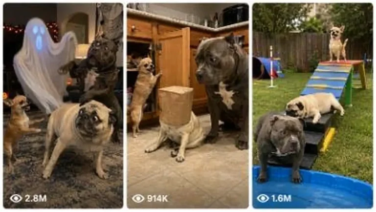 Chihuahua, Pug and Bulldog Comedy Trio Prompt — 2