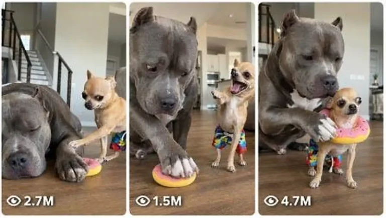 Chihuahua vs American Bully Prank Comedy Prompt — 2