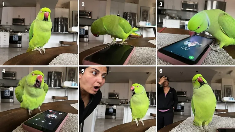 Funny Talking Parrot Photoreal Video Prompt — 2