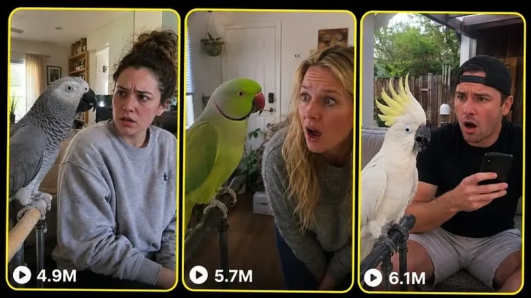 Funny Talking Parrot Photoreal Video Prompt — 3