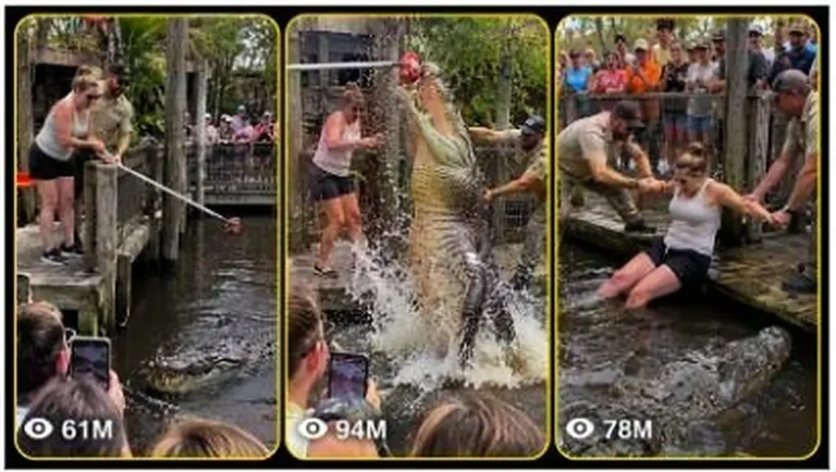 Giant Crocodile Zoo Feeding Accident Video Prompt — 1