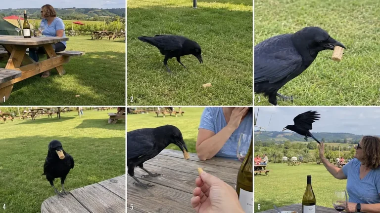Intelligent Crow Human Interaction Prompt — 2