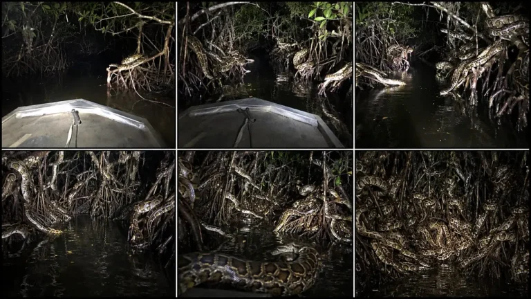 Night Wildlife Flashlight Discovery Prompt — 2