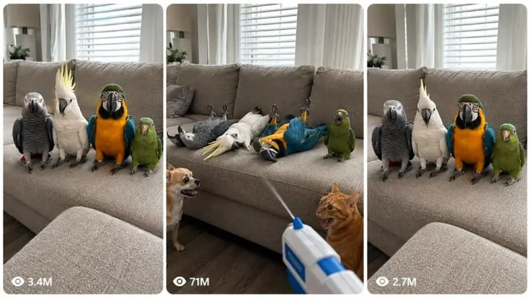 Parrot, Pet and Cub Sofa Challenge V2 Prompt — 2