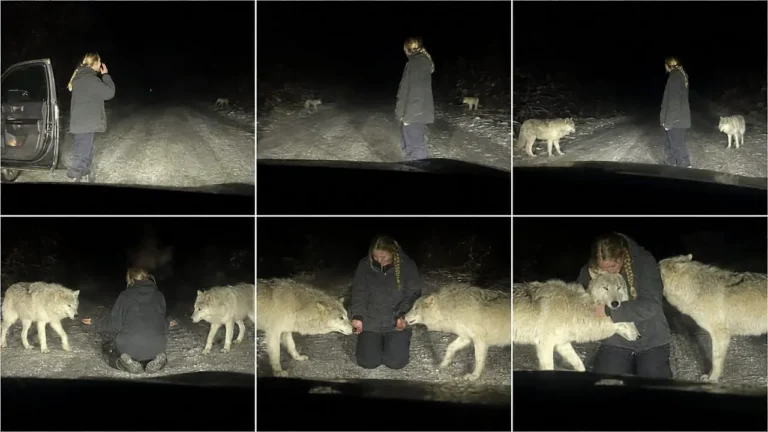 Roadside Wild Animal Reunion Prompt — 2