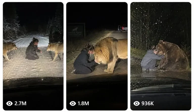Roadside Wild Animal Reunion Prompt — 3