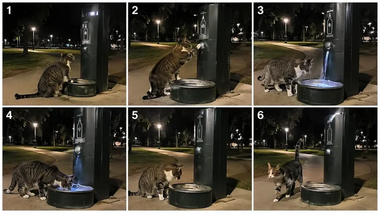 Smart Cat Day and Night Adventures Prompt — 2