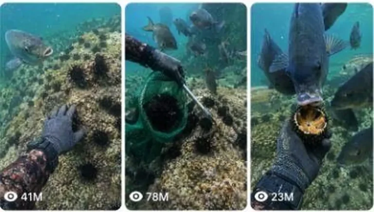Underwater Sea Urchin Diver and Fish ASMR Prompt — 2