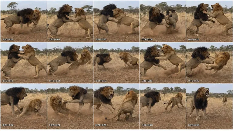 Wildlife Conflict Mini-Documentary Prompt — 2