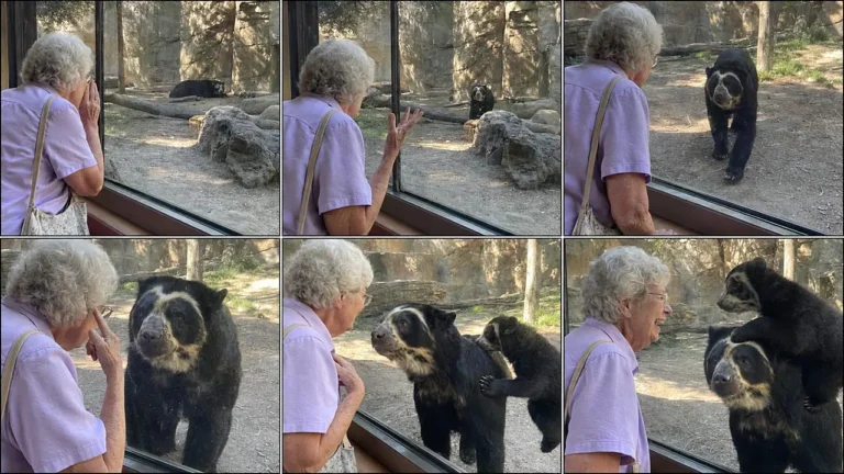 Zoo Glass Encounter with Kids and Grandparents Prompt — 2