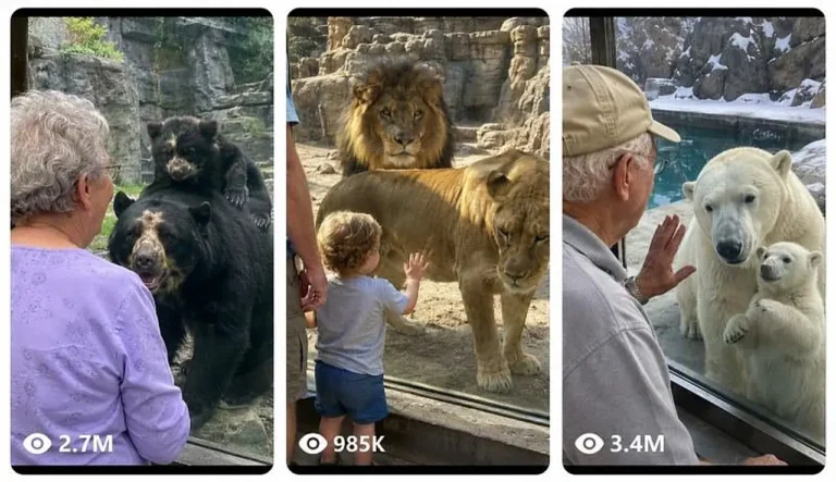 Zoo Glass Encounter with Kids and Grandparents Prompt — 3